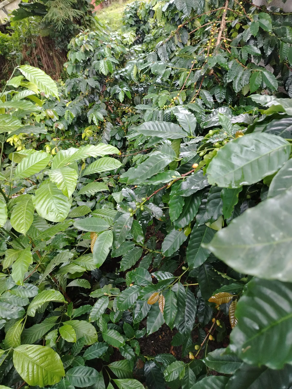 Los montillitas