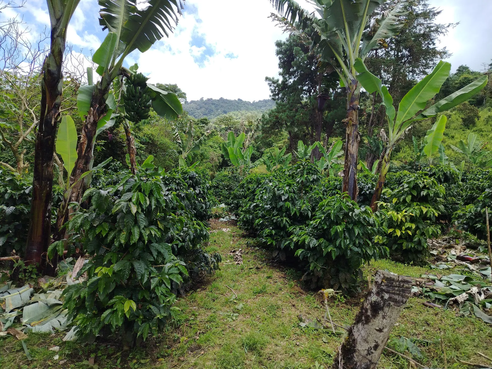 Finca la toribiana