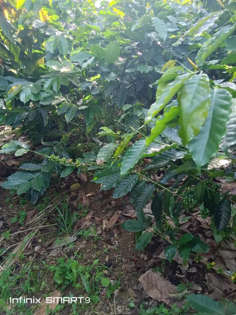 Santa Rita