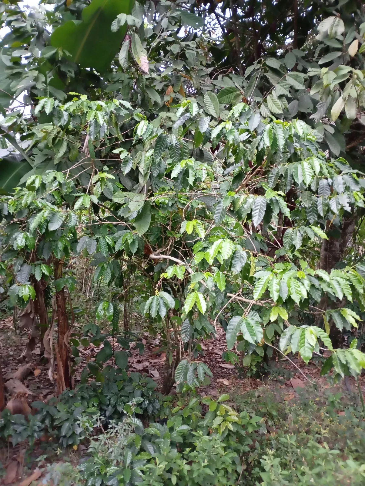 La Yanera I