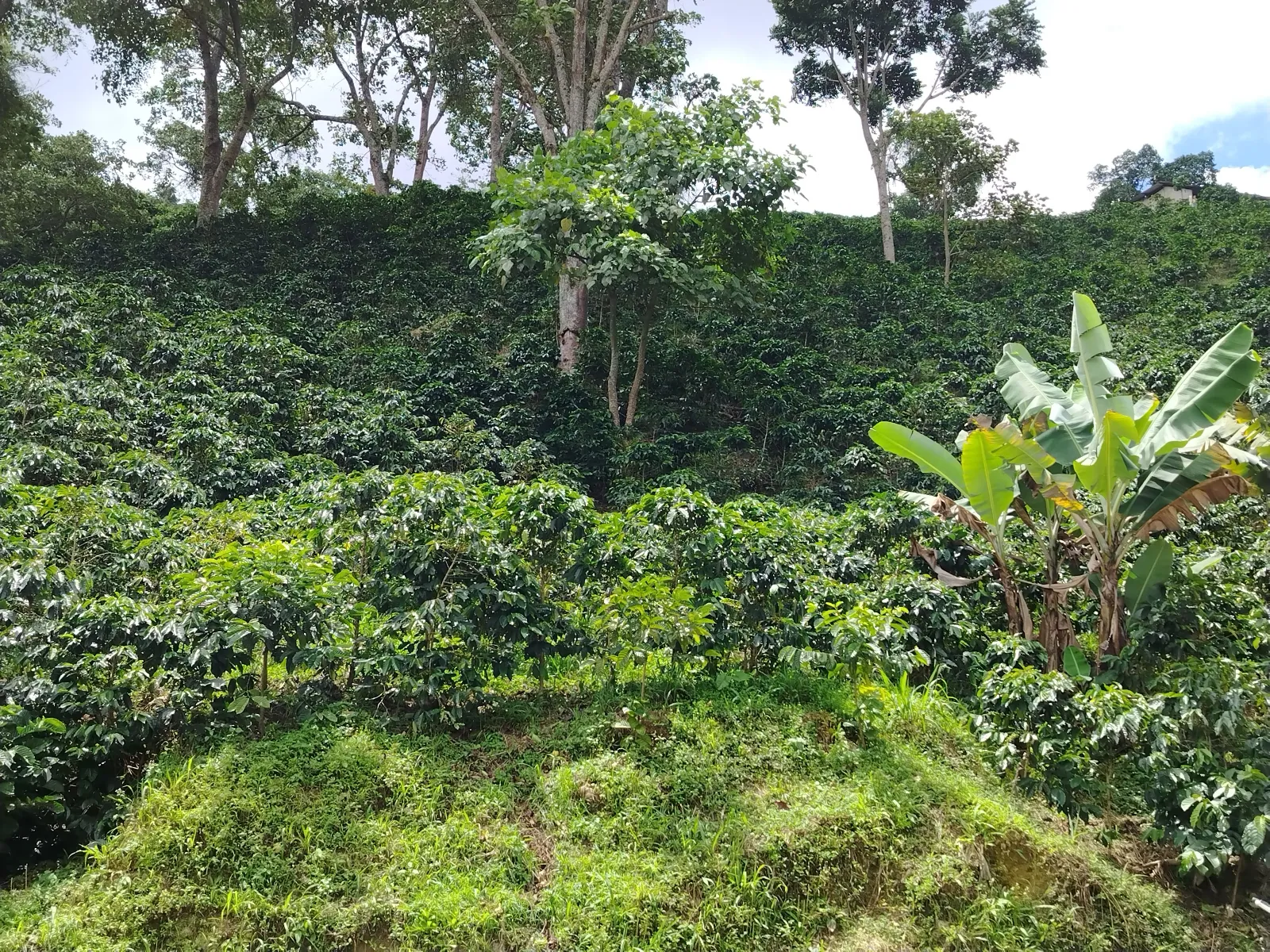 La guacharaca