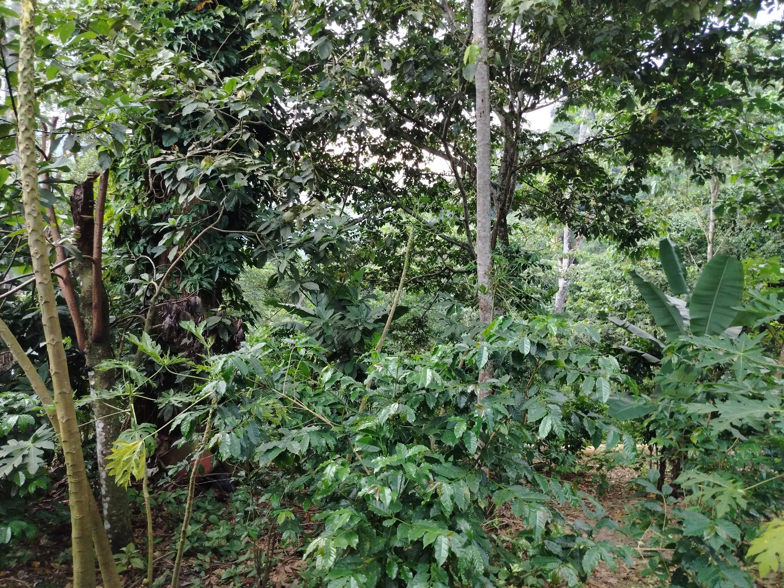 San José