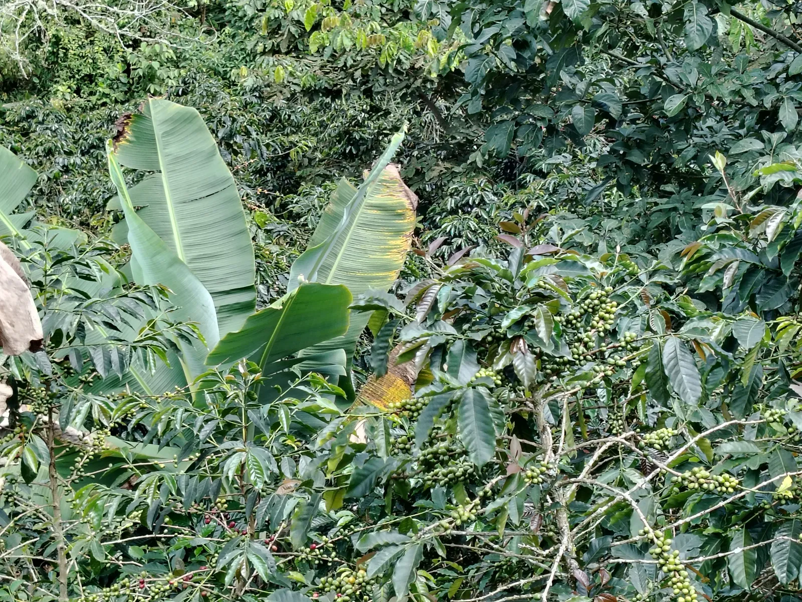La esperanza