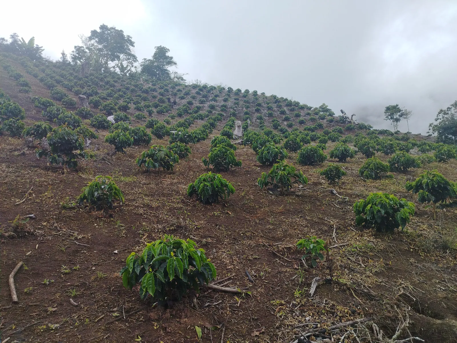 Loma de Benito