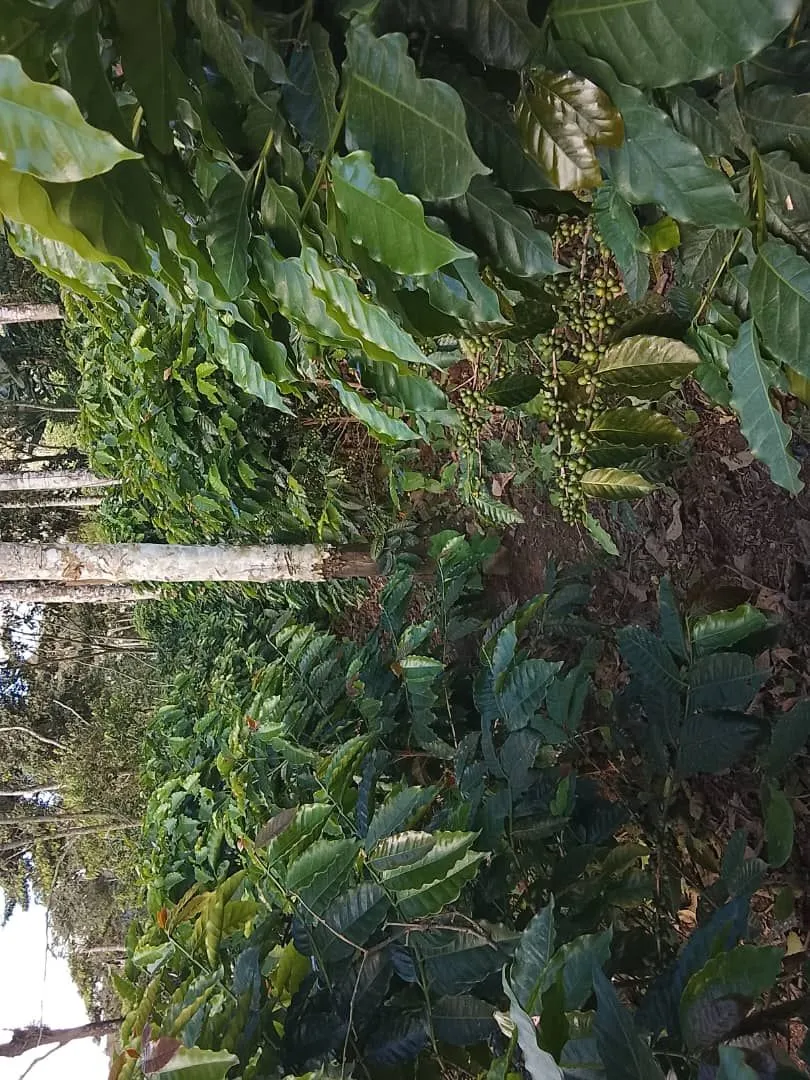 La Rafelera