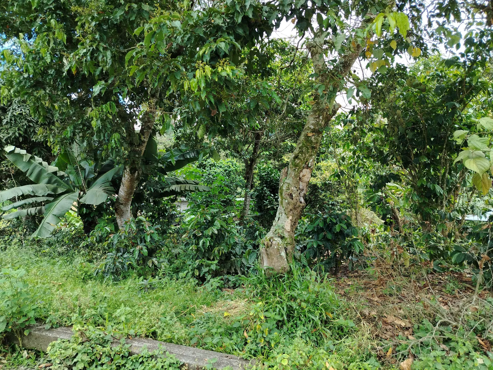 Finca magaly