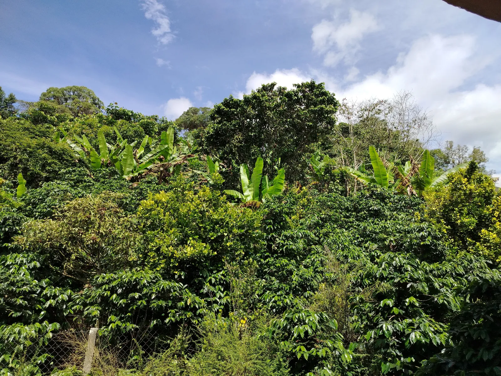 Finca Maria