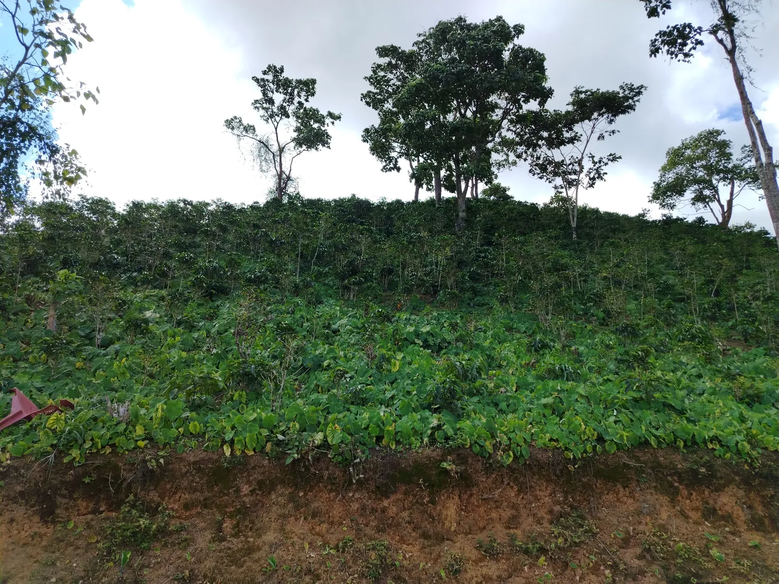 Las terrazas