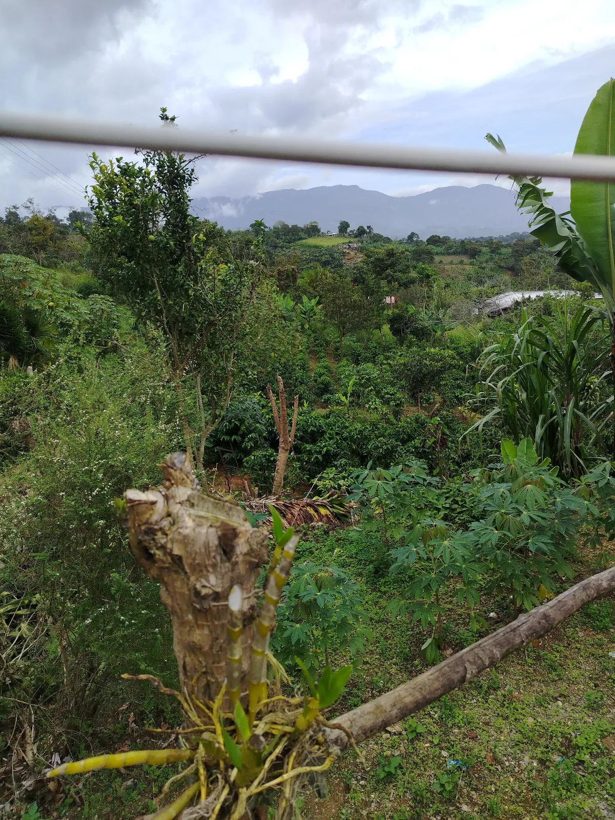 Finca Alvaro