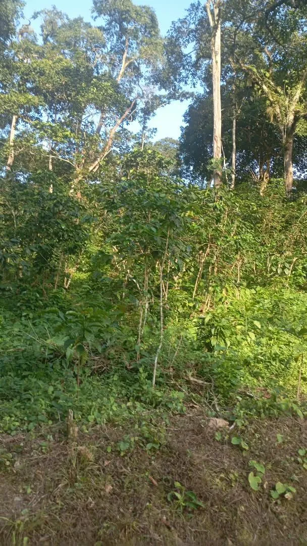 San José Galeno