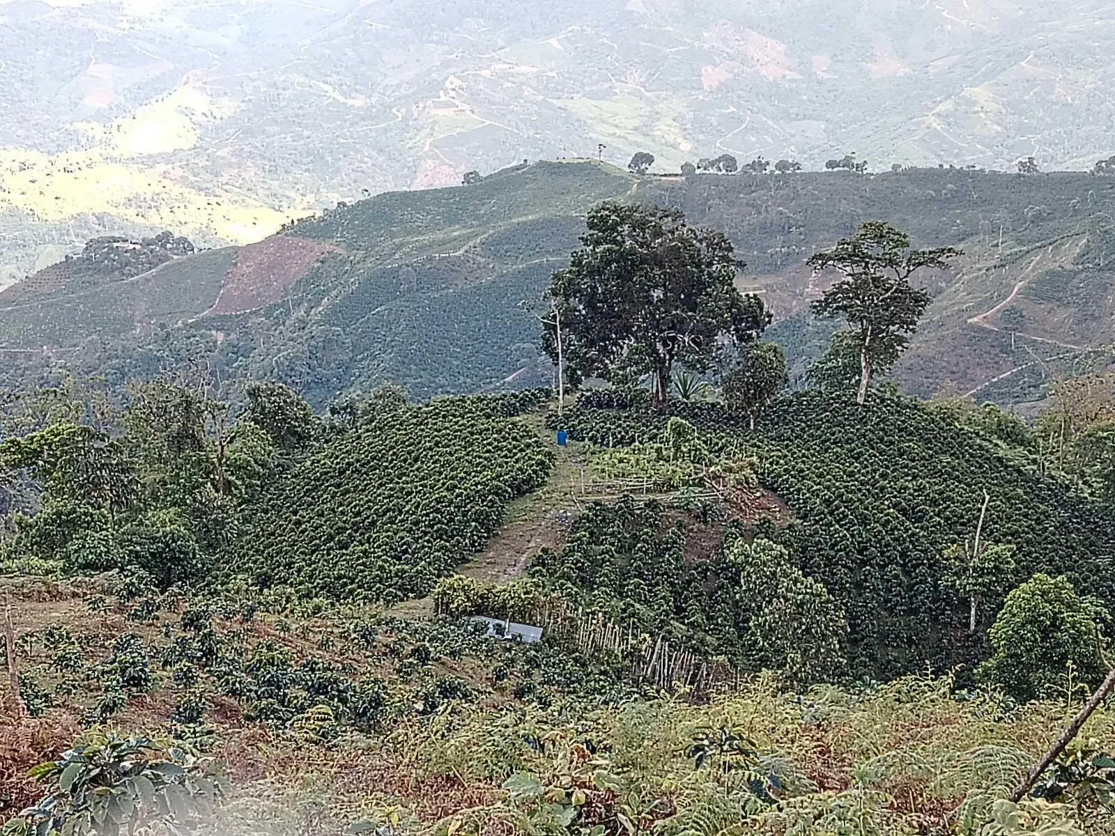 El naranjal
