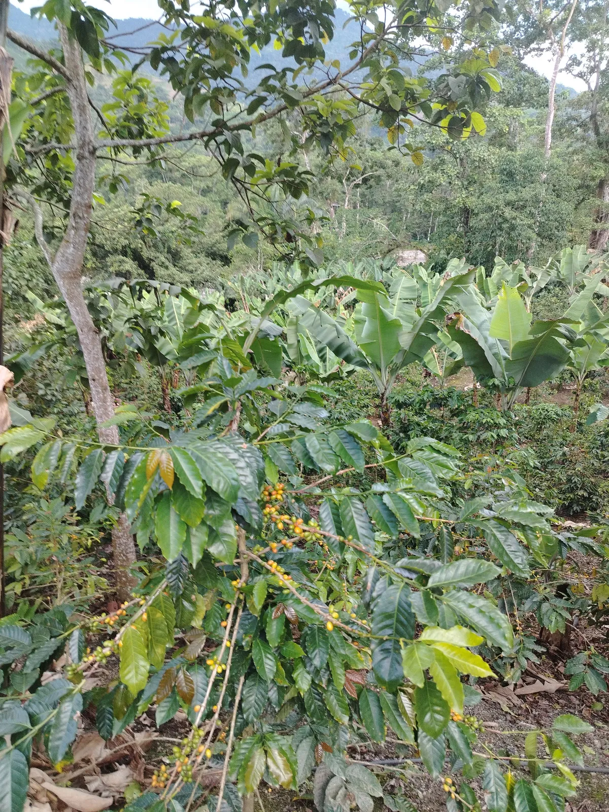 La Aguilera