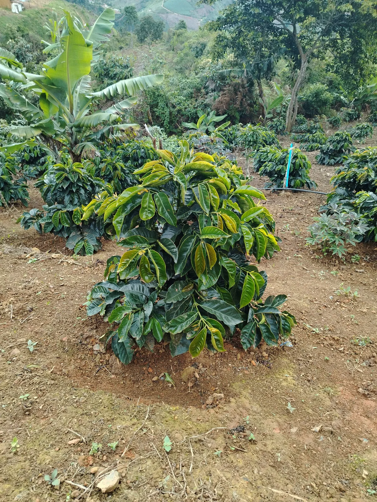 El Pino
