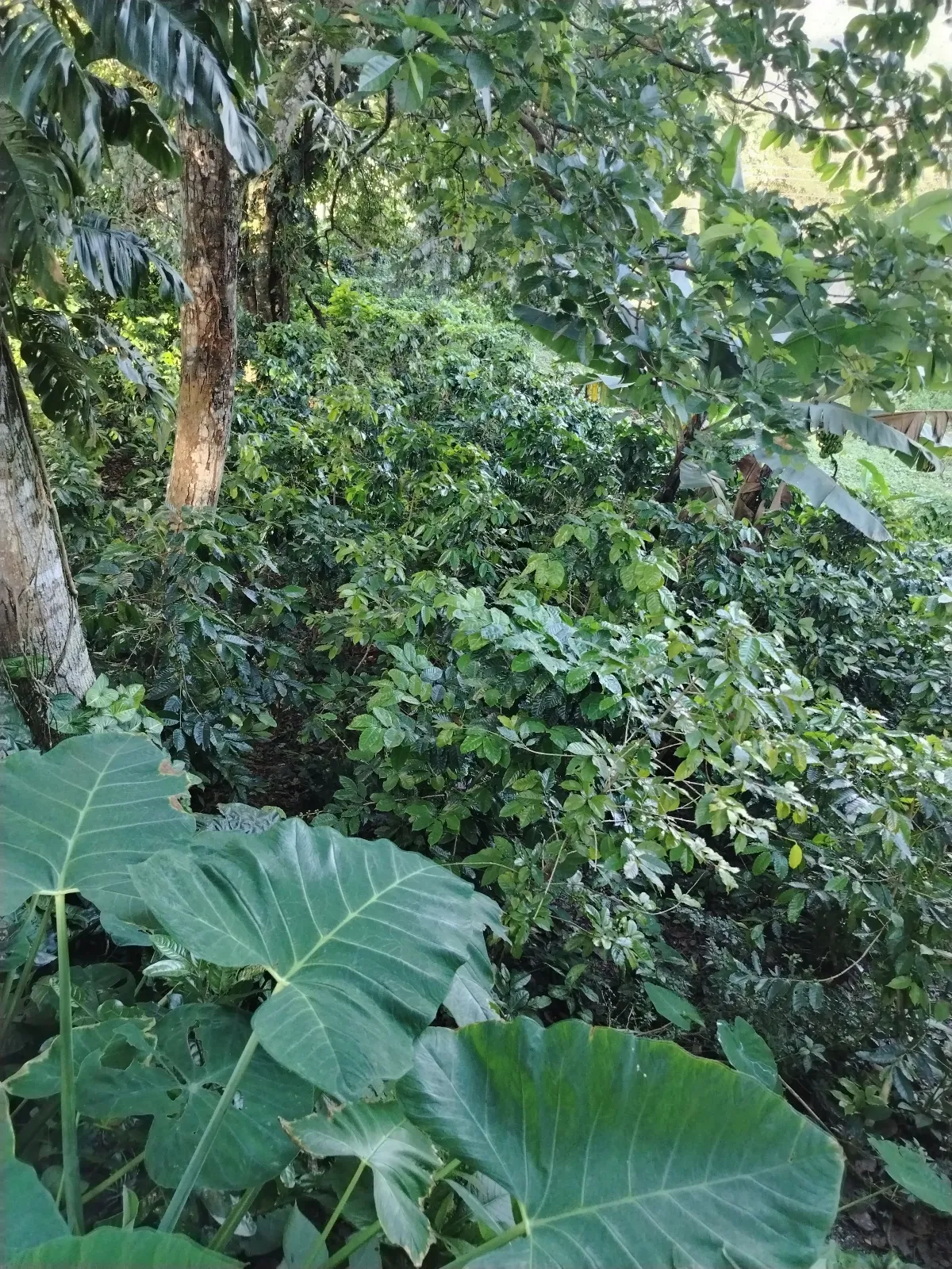 Cañizales