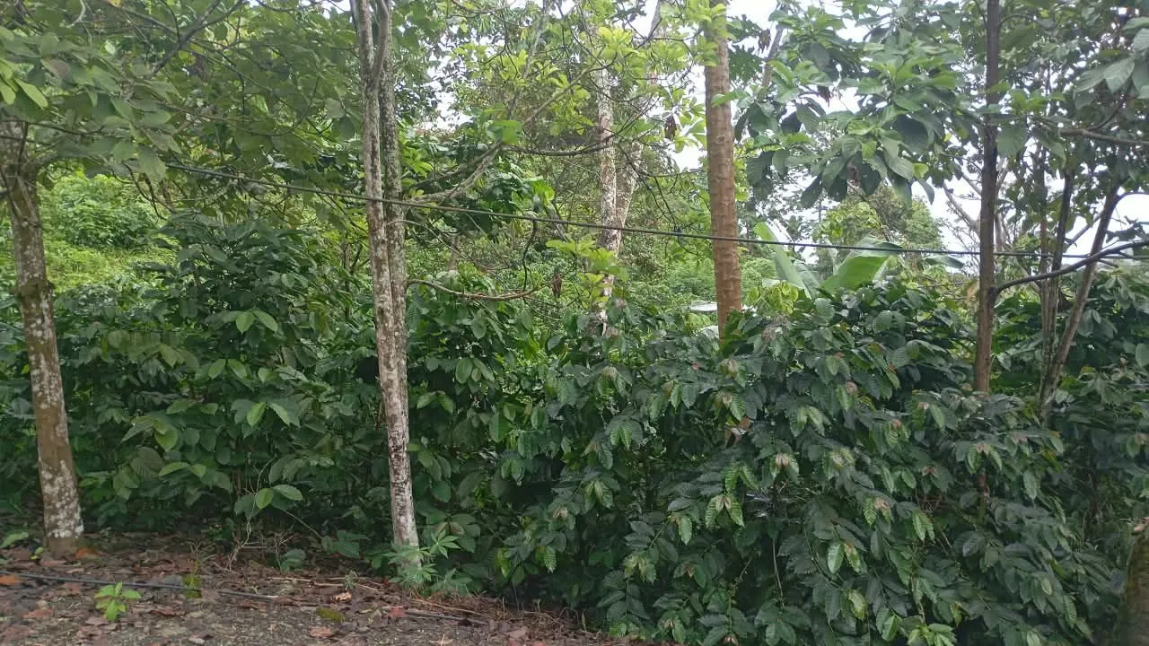 La Pachequera