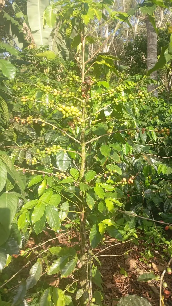 La Esperanza
