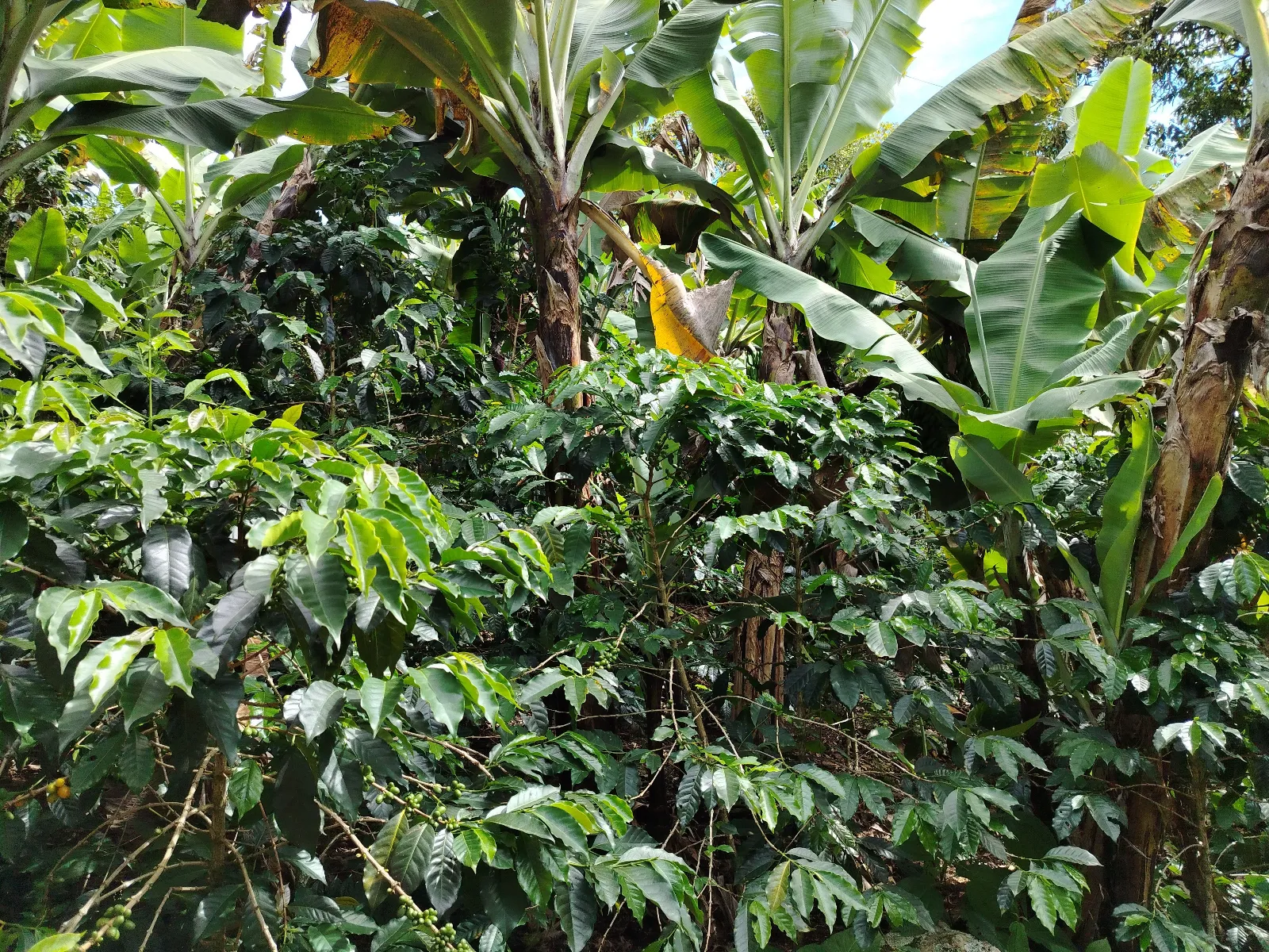 Brisas del paramito