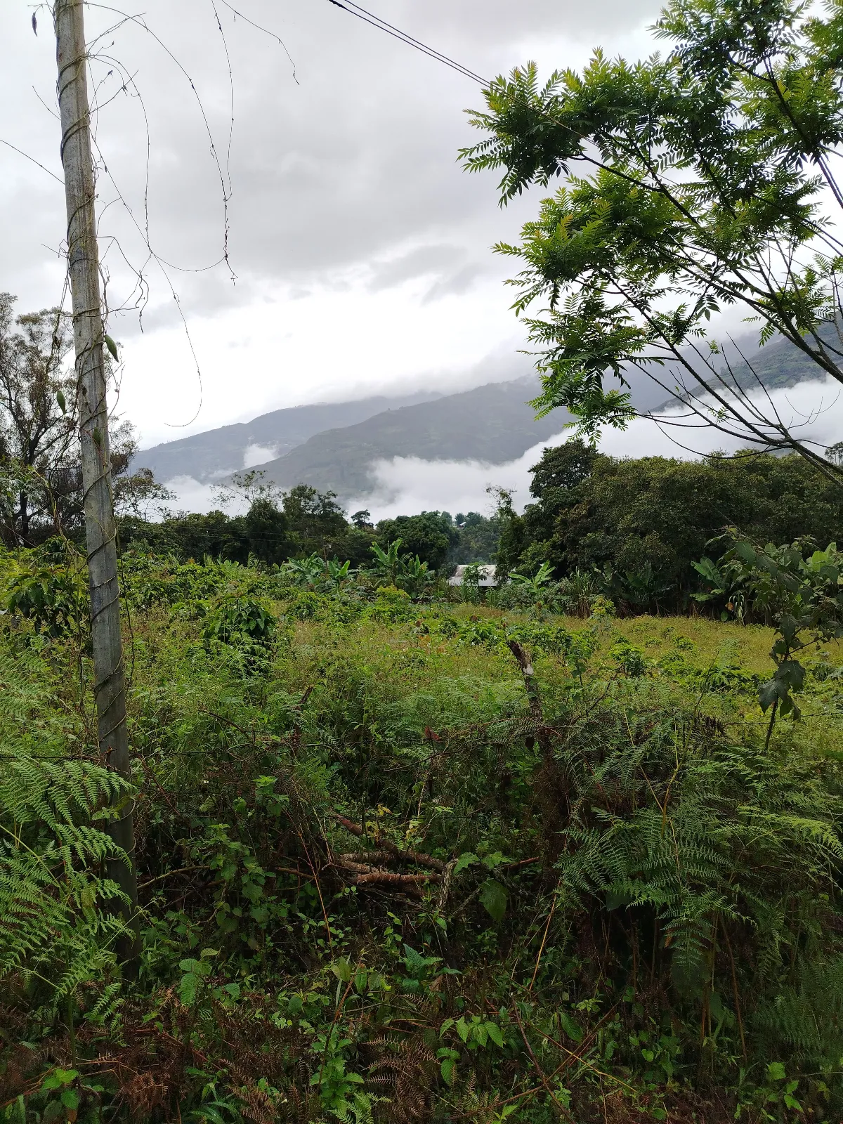 Finca eduar