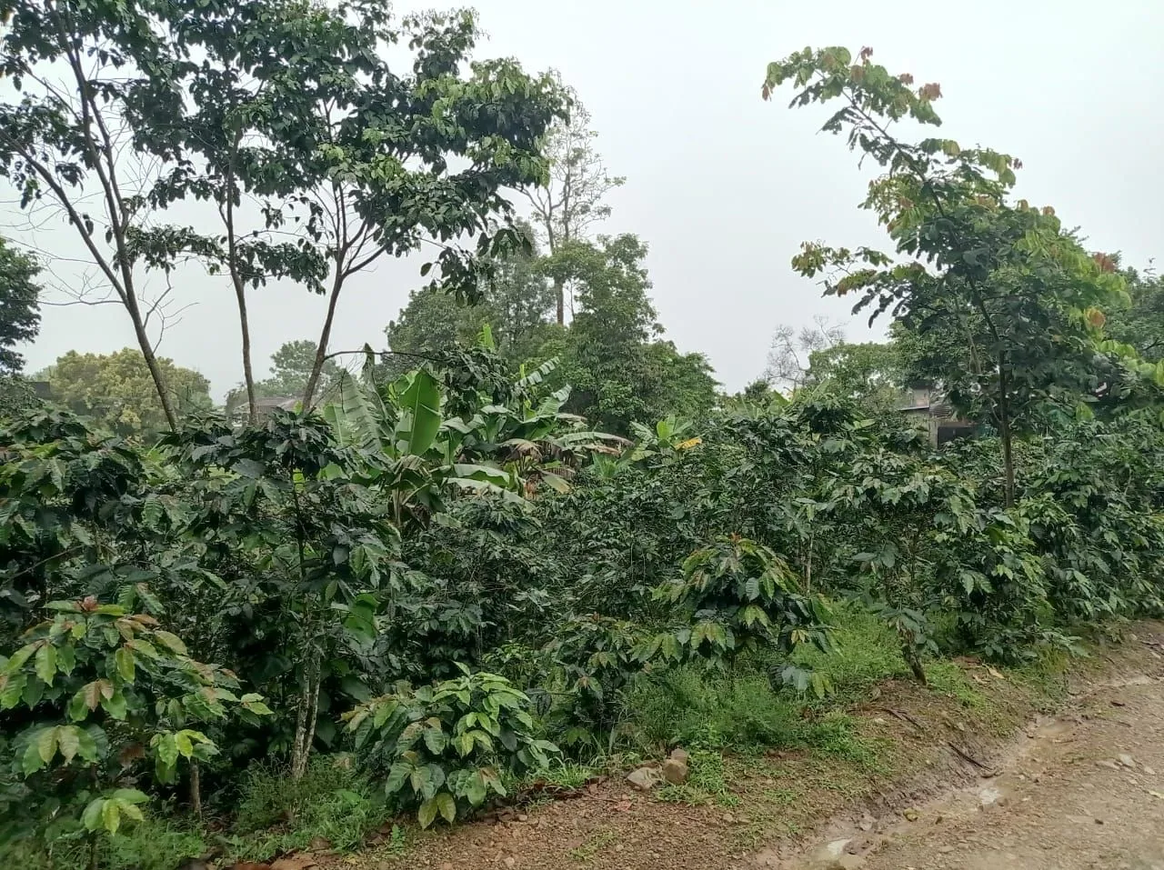 Guaimaro
