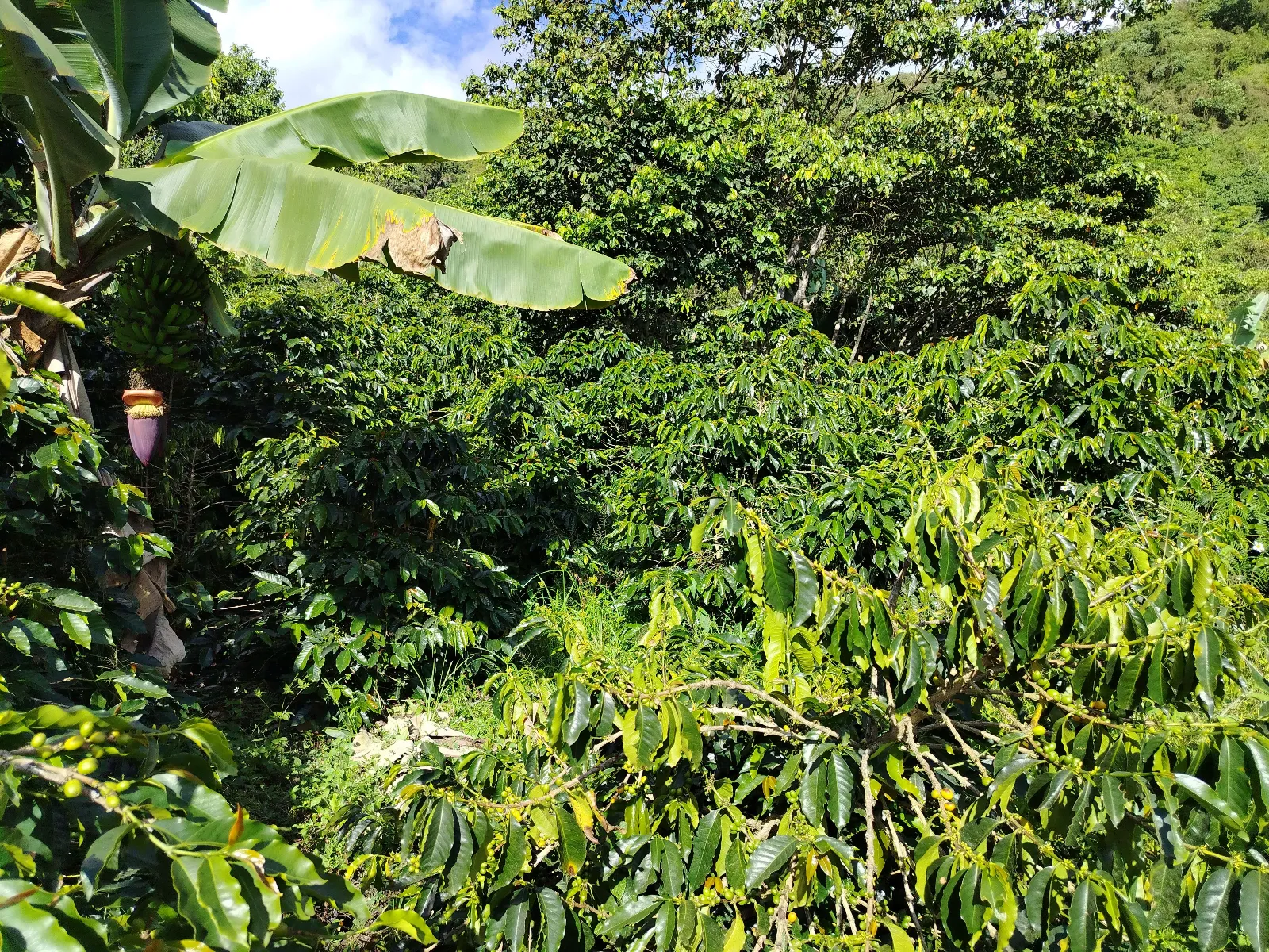 Finca Elías