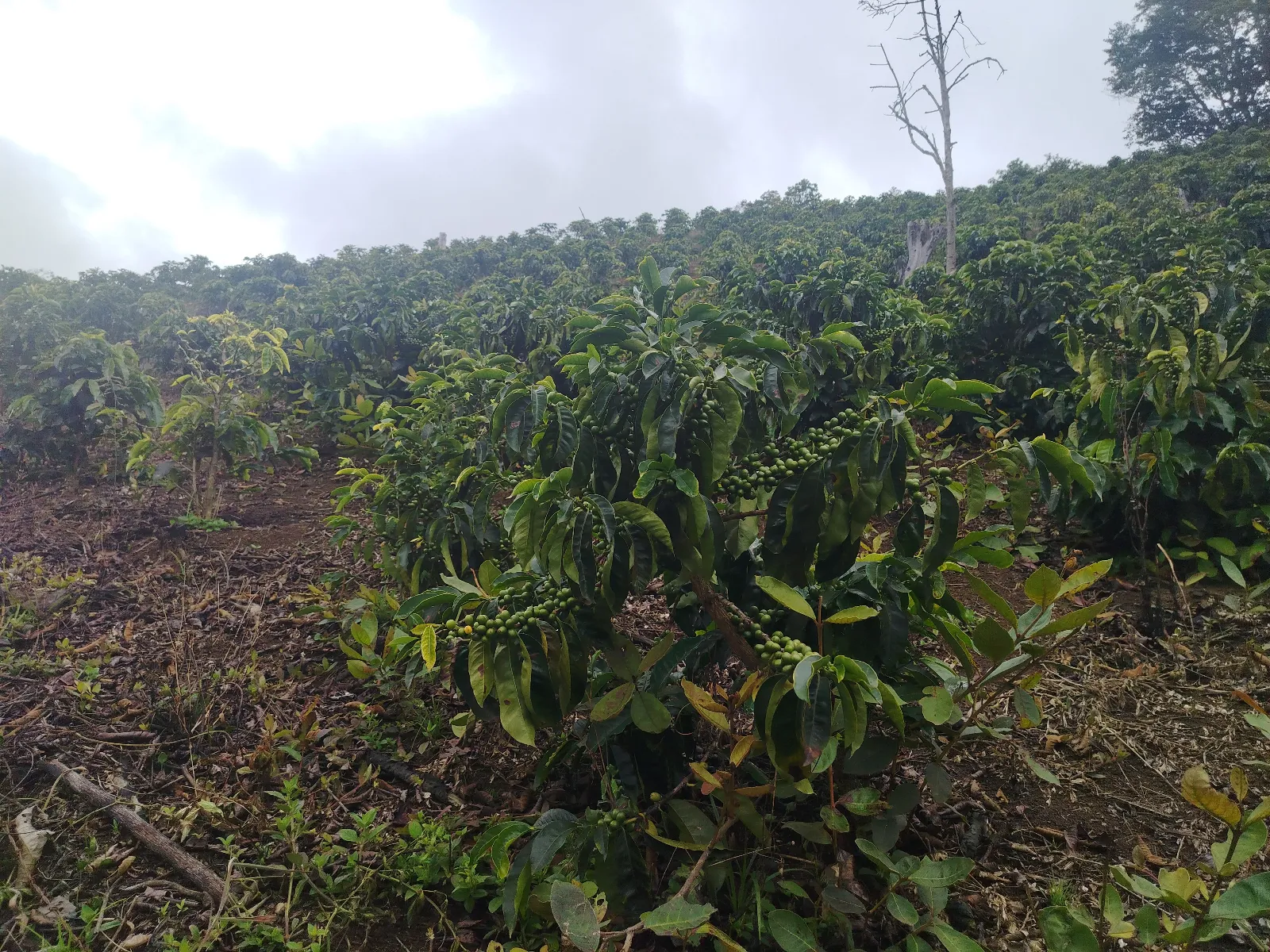 El Palcho