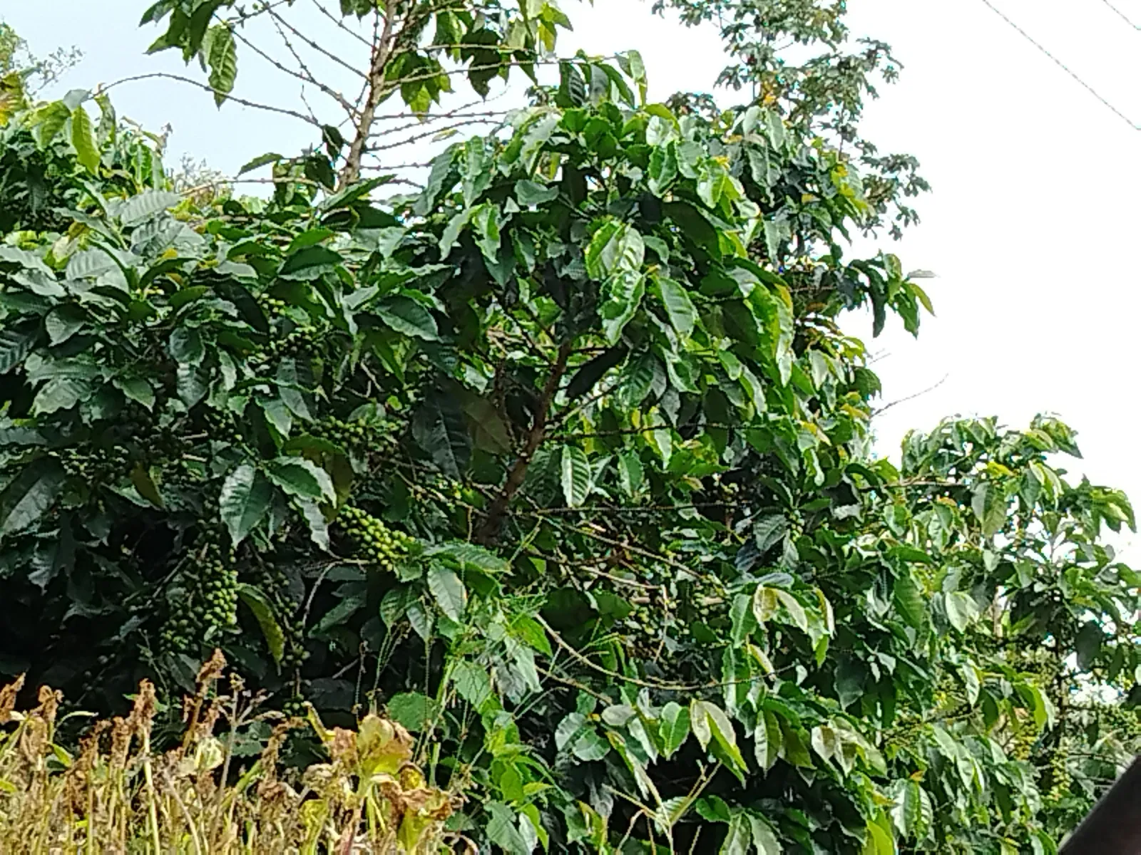 La montaña