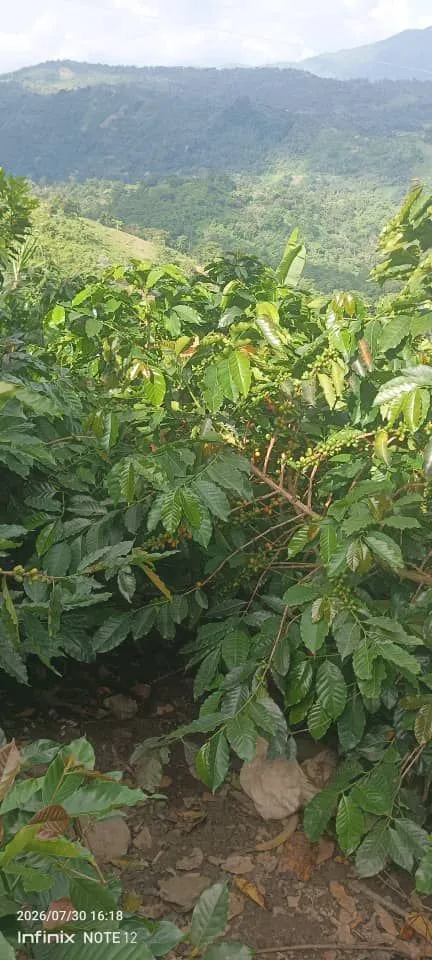 La Montilla