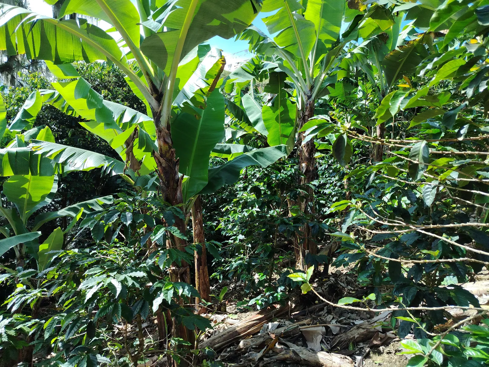 Finca Don claudio