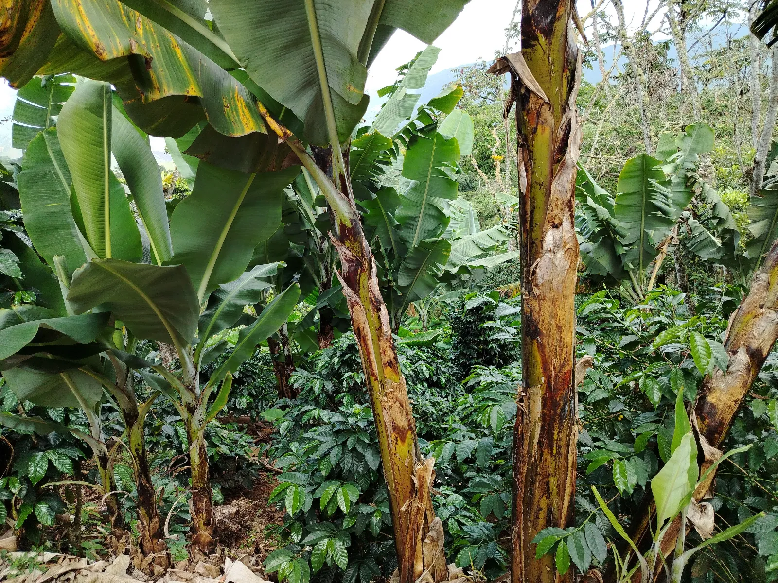 El topio
