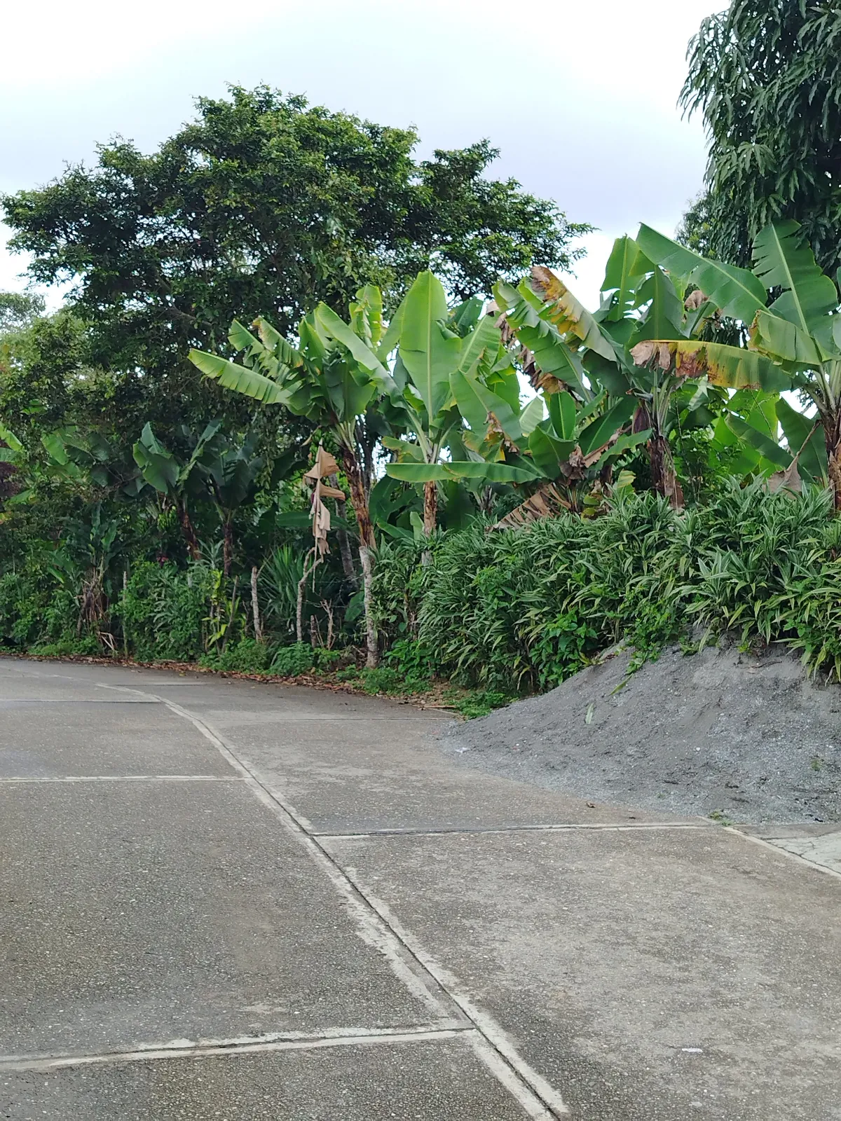 Finca ivon