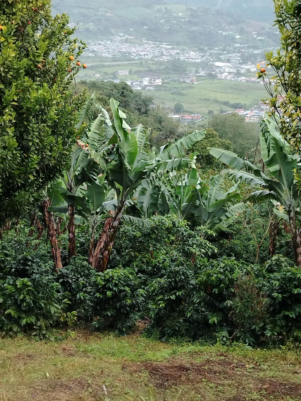 La Hoyada