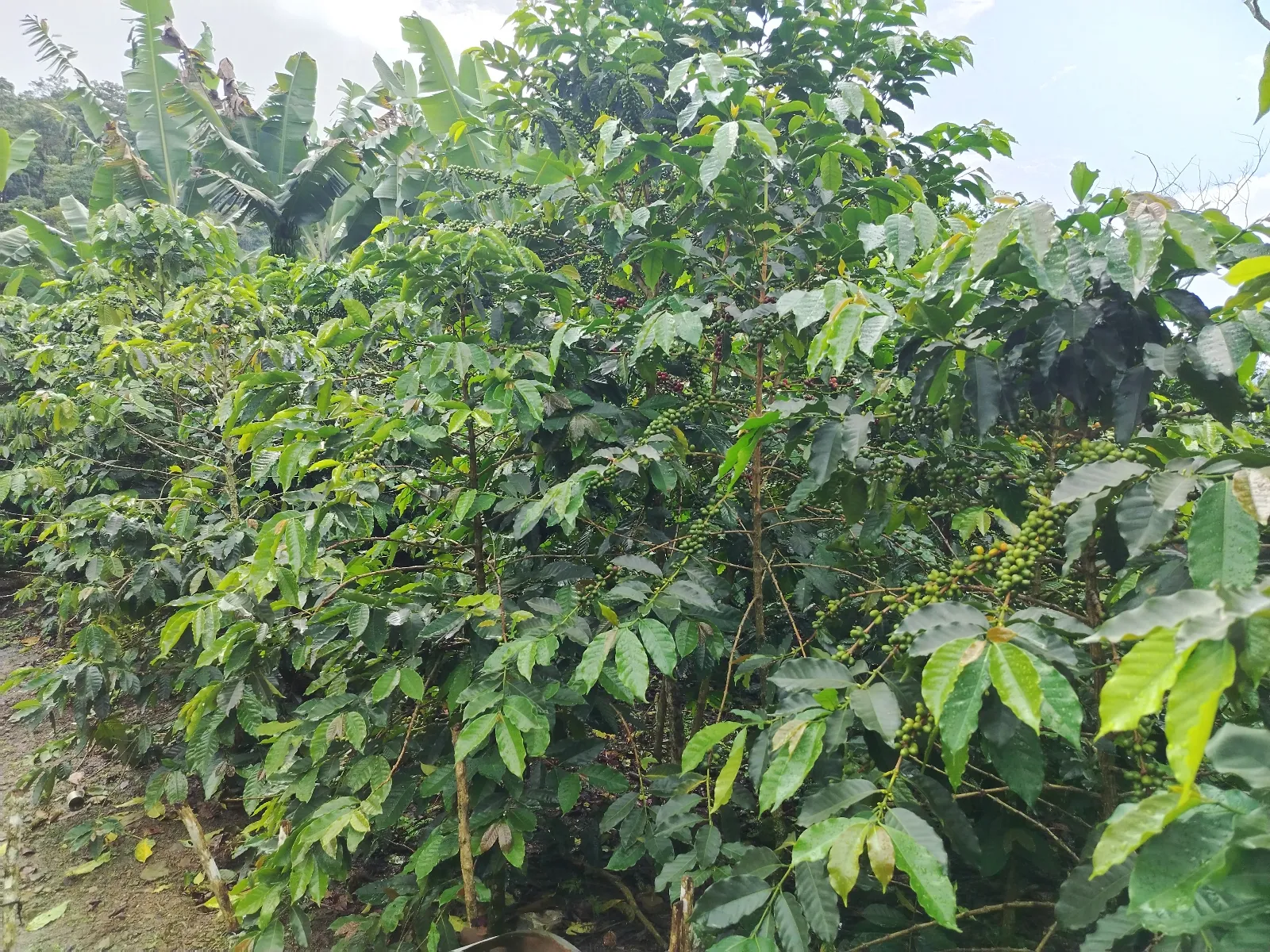 La Fila