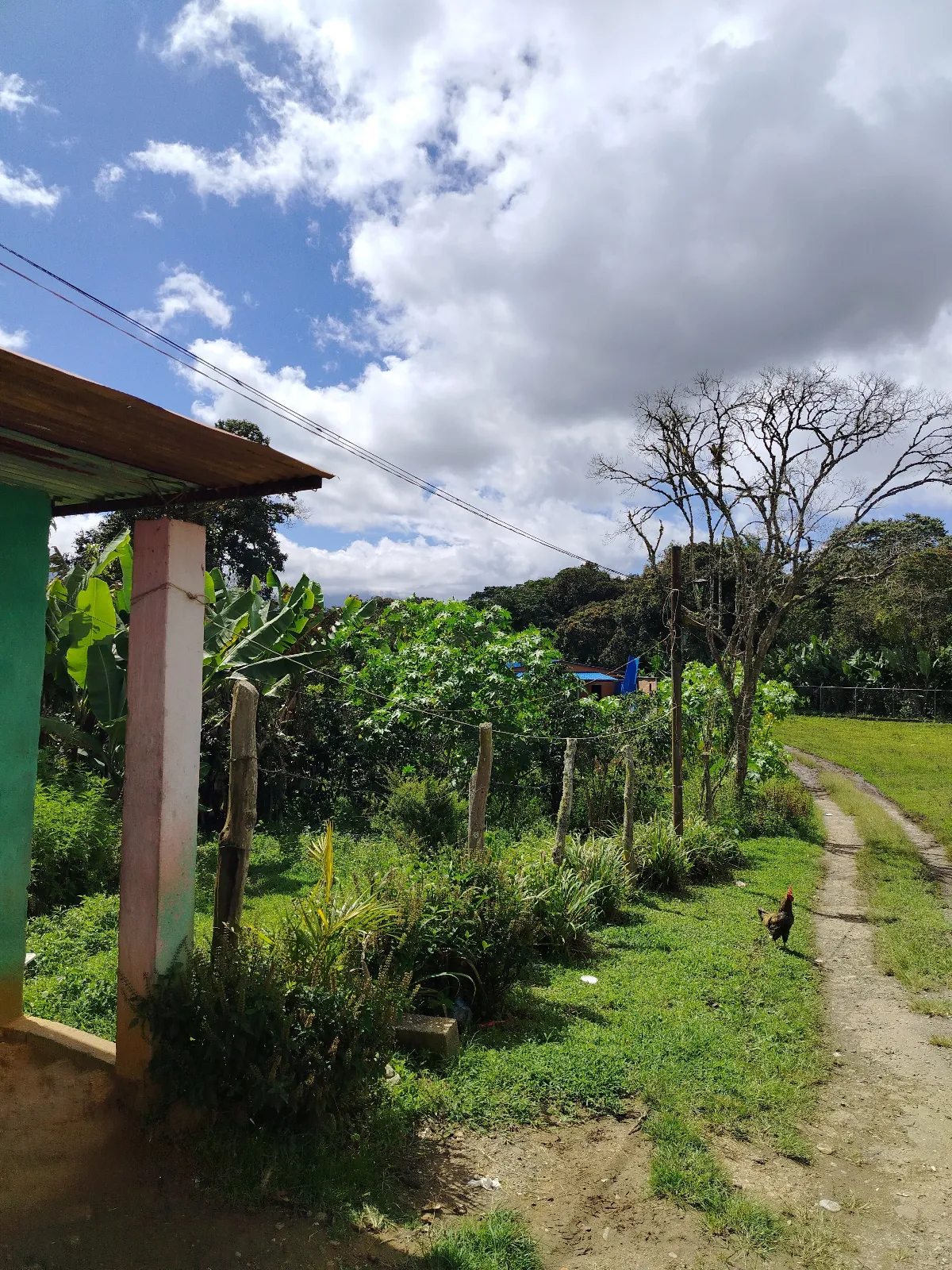 Finca José palma