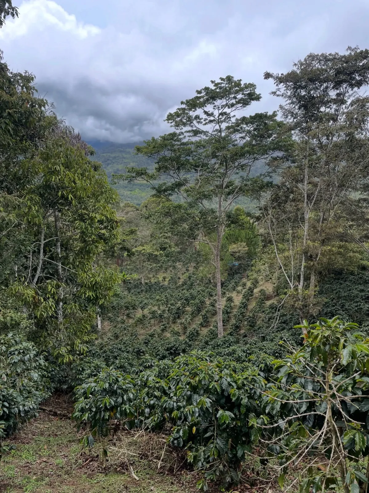 Hacienda los Guedez