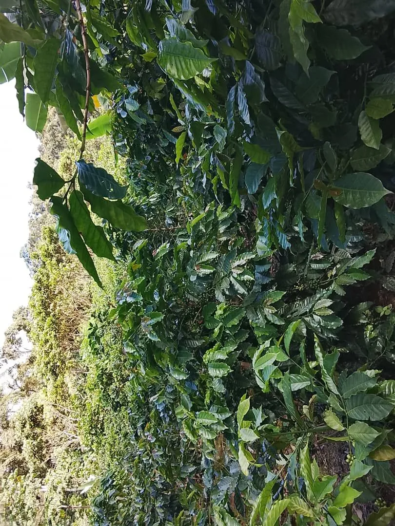 La Benardina