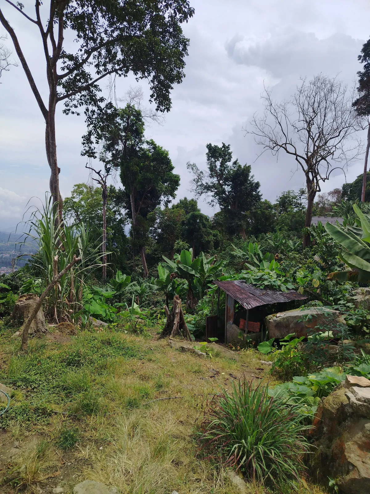 El pedregal