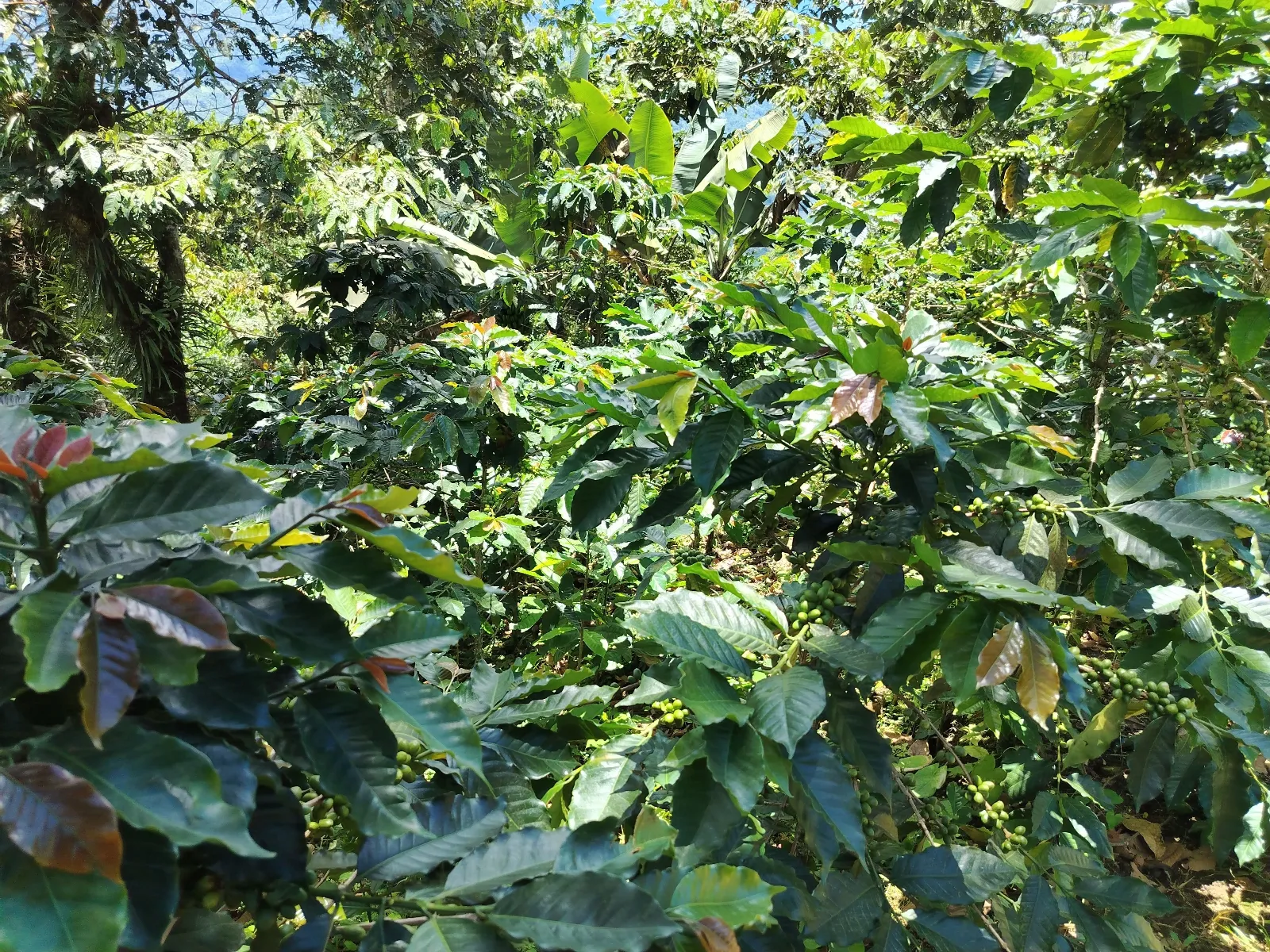 Santa Rita