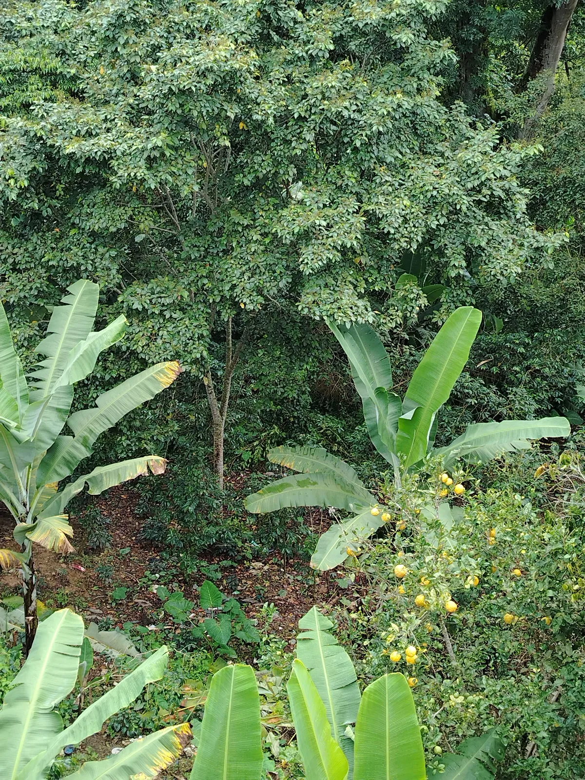 Vista Alegre