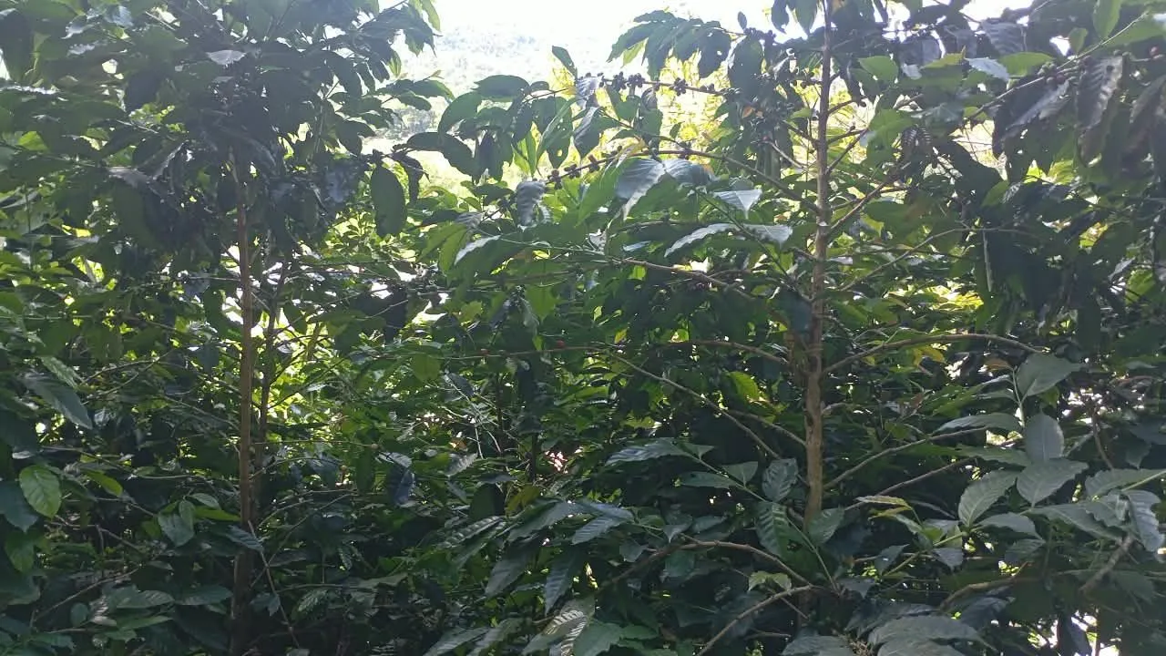 La Vía