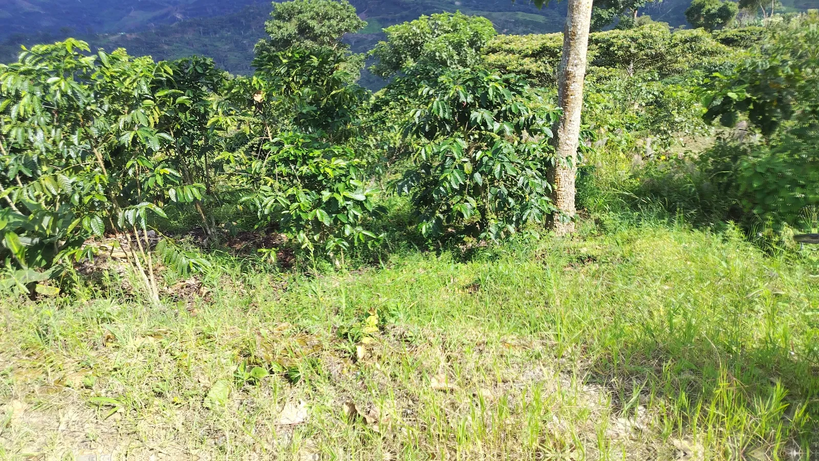 El cerro