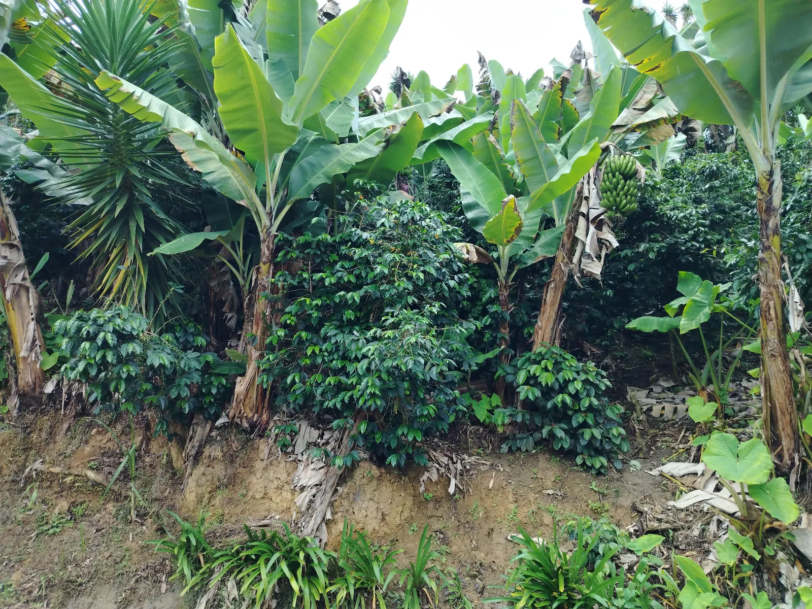 Finca los hermanos 2