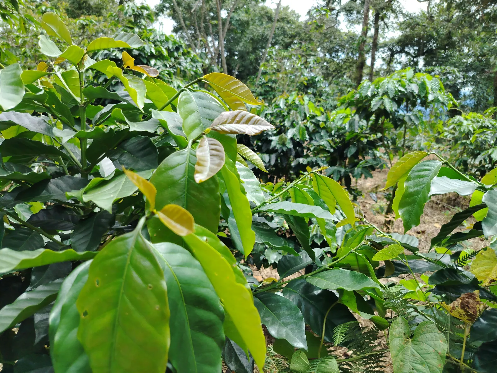 La orilla