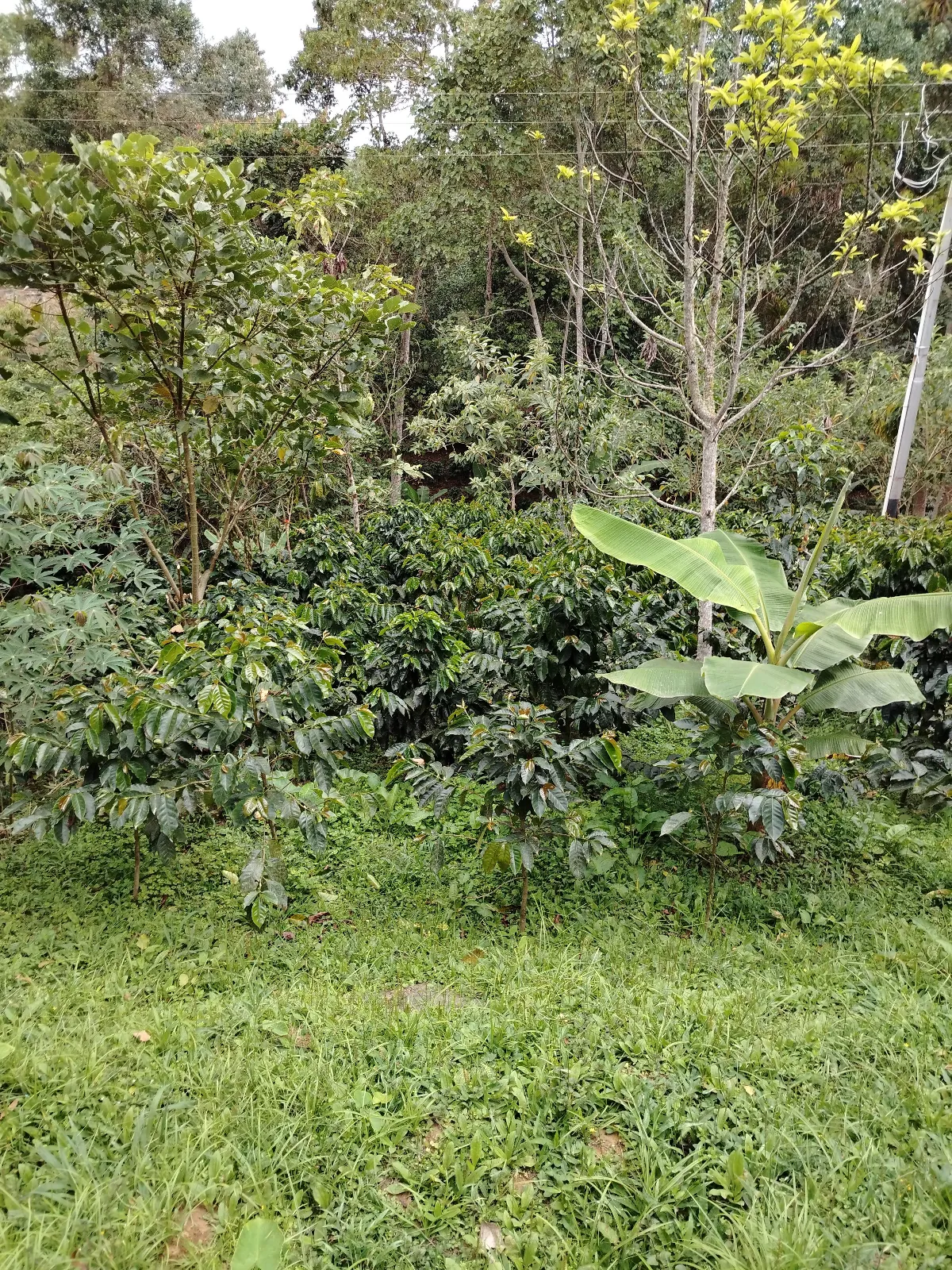 Flor de las aguas