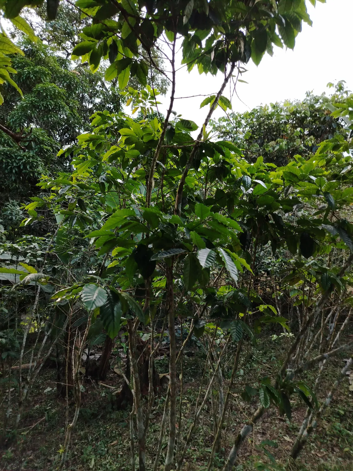 Las Lunas