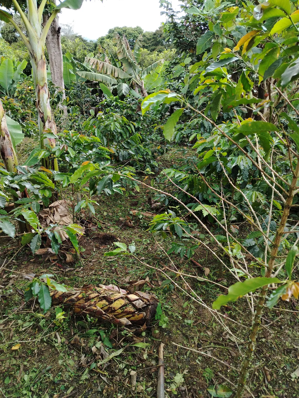 El Cafetal