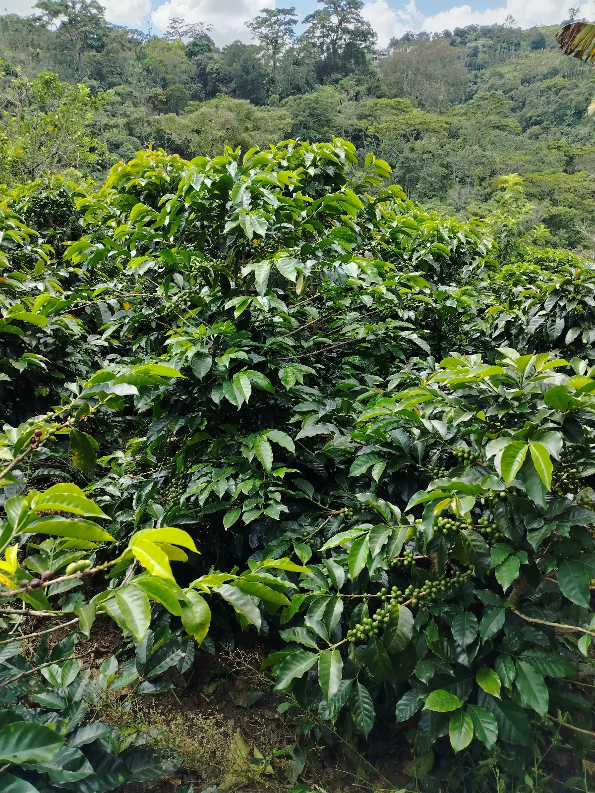 Roiber Benítez Finca En Otro Sector
