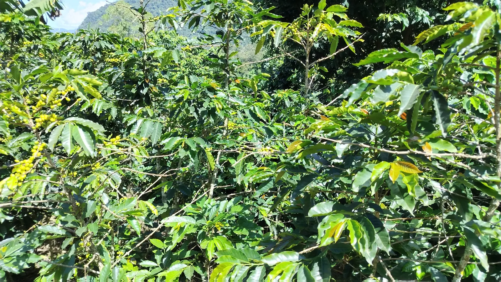 Quebrada seca