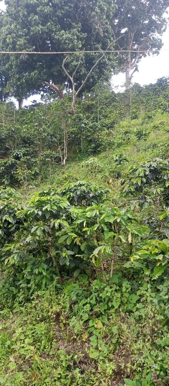 La Gonzalera