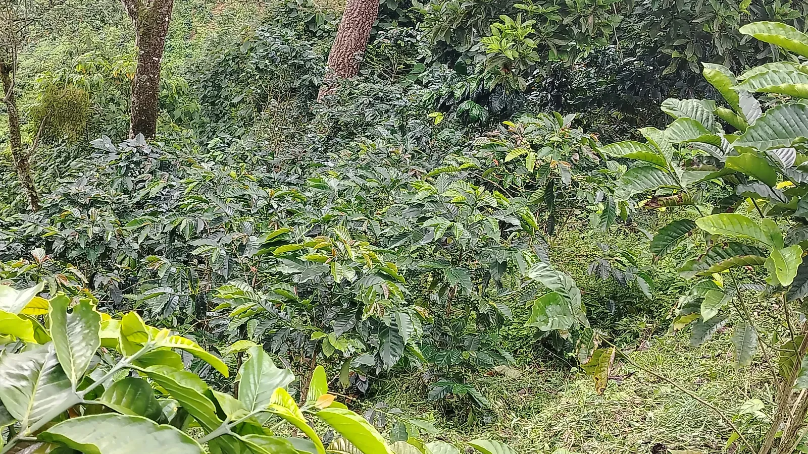 La lagunita 18