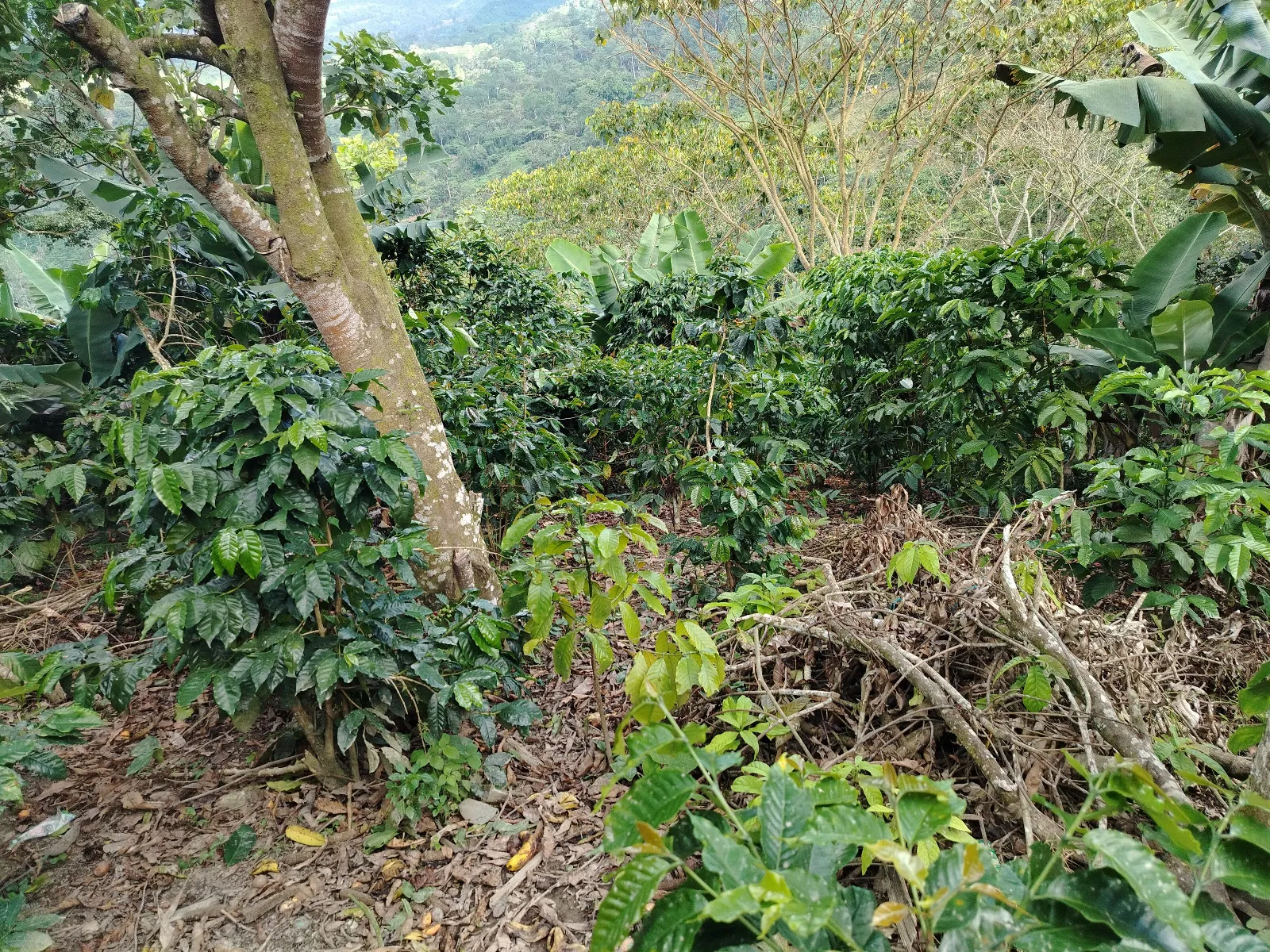 La esperanza 15